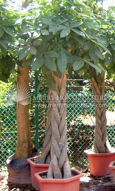 Pachira aquatica (2 m Twist)